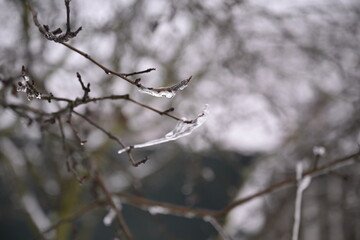 Plants in ice. Winter. Everything is in snow. Ice Age. Freezing.