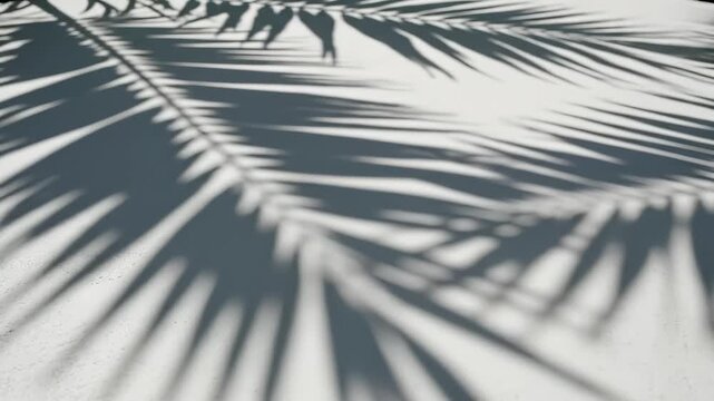 Palm leaf shadow on textured surface