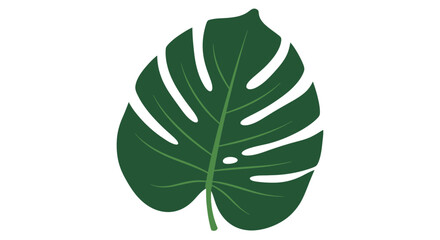 Monstera leaf illustration on white background