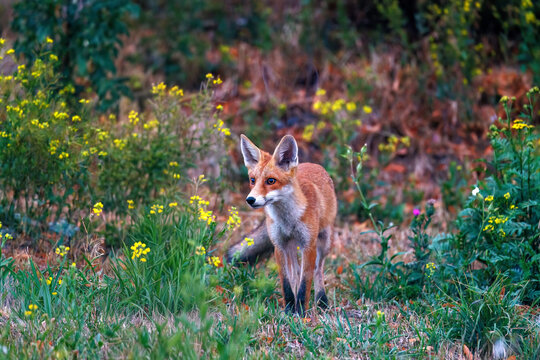 Rotfuchs (Vulpes vulpes)