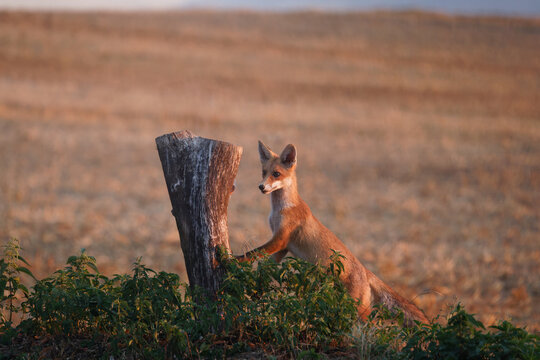 Rotfuchs (Vulpes vulpes)