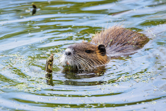 Nutria, Biberratte (Myocastor coypus)