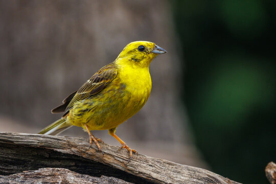 Goldammer (Emberiza citrinella) M&auml;nnchen
