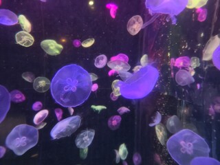 Colorful jellyfish floating in dark aquarium water with glowing hues