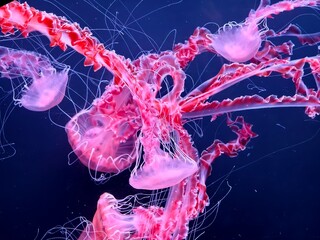 Pink jellyfish floating in dark water with glowing tentacles © Ziquan