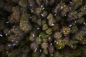 Bald cypress trees and Egrets Flying in the Wetland, Tanzhou, Zhongshan City