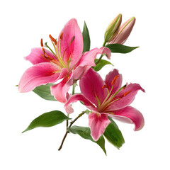 Fototapeta premium Pink lilies with green leaves isolated on a transparent background