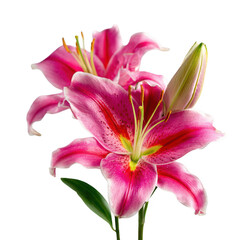 Fototapeta premium Pink Lily Flower with Green Bud isolated on a transparent background