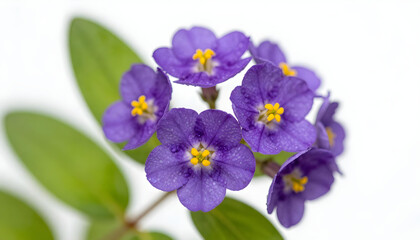 Fototapeta premium Delicate purple flowers with yellow centers and green leaves against a clean white background
