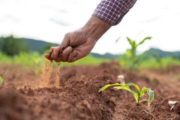 Farmer holding soil in hands, checking soil health and fertility before planting on organic farm....