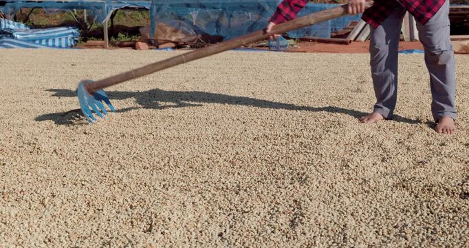 farmer rakes coffee beans during the sun-drying process on a rural farm This traditional method is key to post-harvest coffee production