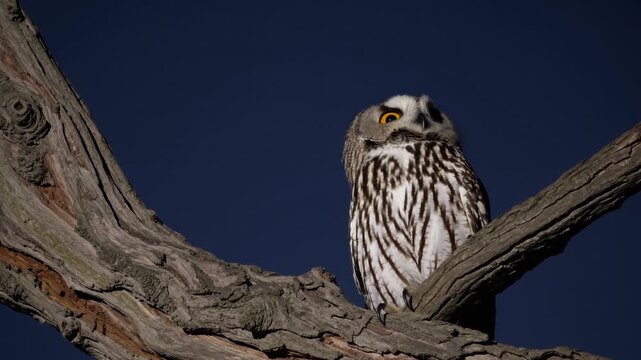 Close up of a long eared owl with bright yellow eyes, perched on a dead tree branch against a dark blue sky, carefully observing its surroundings