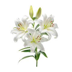 Fototapeta premium White Lilies with Green Leaves isolated on a transparent background