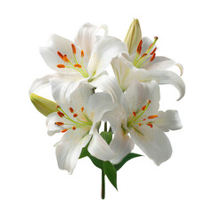 Obraz premium White lilies with orange centers isolated on a transparent background