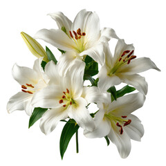 Obraz premium White Lilies with Red Anthers isolated on a transparent background