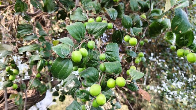 Green Unripe Jujube Ber Fruits Hanging on Tree Branch with Leaves