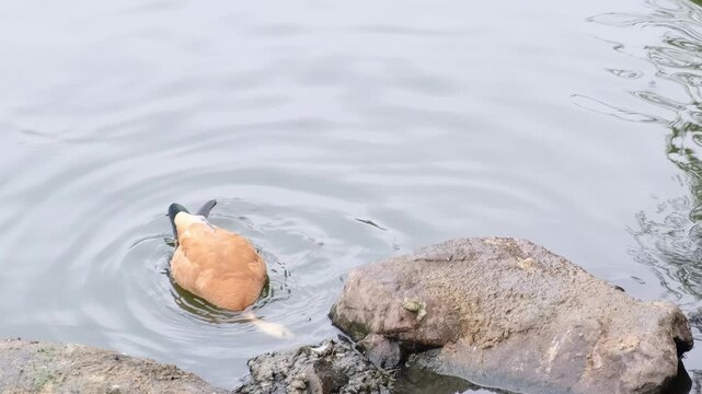 Natural light shot follows two shelducks on rocks, one grooming and one drinking at the edge, with textured ripples. It connects to migration seasons, safe shorelines, and responsible birdwatching.