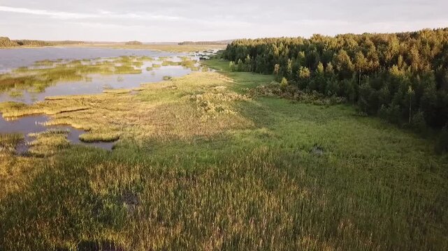 Slow forward drone flight along a forested shoreline of a bay in Sweden