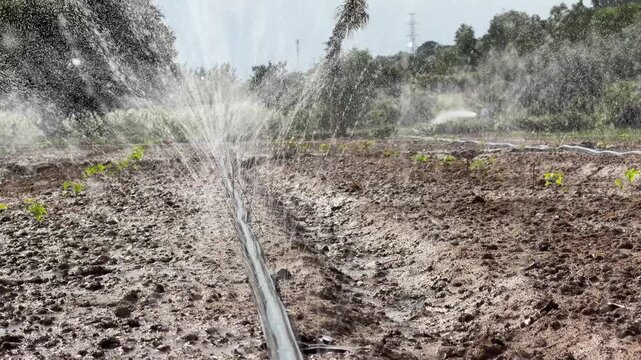 Low angle footage captures strong water streams striking the soil, while distant crop rows extend across the agricultural field. Irrigation process.