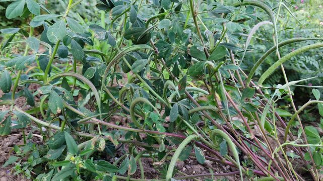 Close-up of Green Fenugreek (Methi) Pods Growing in Agricultural Field