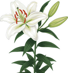 Elegant white lily flower illustration with green leaves and buds, botanical floral design for spring nature concept