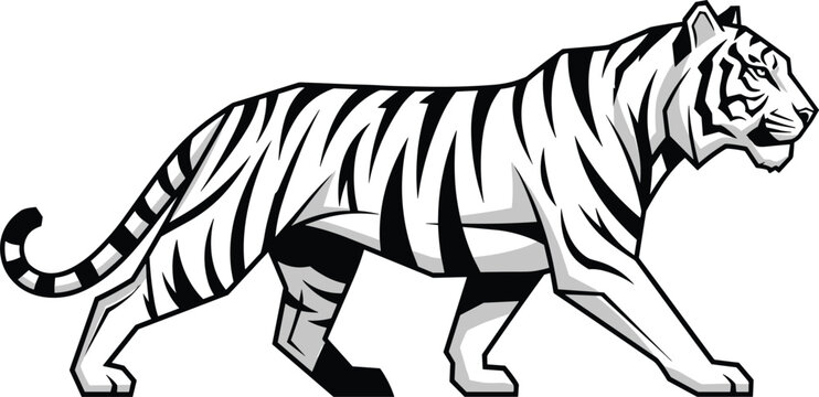 Black and white tiger vector illustration featuring a powerful Bengal tiger walking in profile with detailed striped fur pattern for wildlife and nature designs.