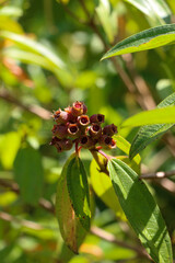 Obraz premium close up of a cherry