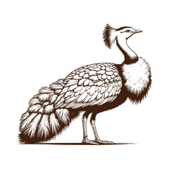 Beautiful peacock standing proudly with feathers out