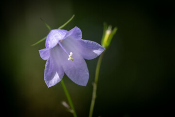 Beautiful violet small bluebell Swedish national flower