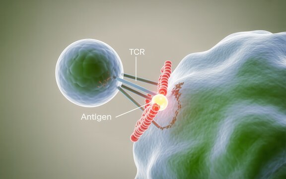 T cell receptor binding to antigen on cell surface