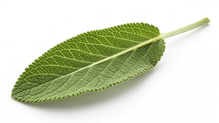 Obraz premium Fresh Green Sage Leaf Isolated on White Background for Culinary and Herbal Use