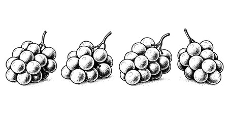 Obraz premium Vintage black and white illustration of grapes on a stem