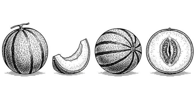 Hand-drawn melon illustrations: whole, slice, and halved variants in black and white