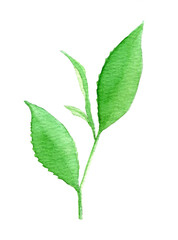 Watercolor illustration of fresh green tea leaves branch isolated on light background. Botanical and organic concept.