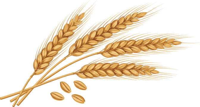 Golden wheat ears with grains illustration, organic cereal crop harvest symbol for agriculture and food design.