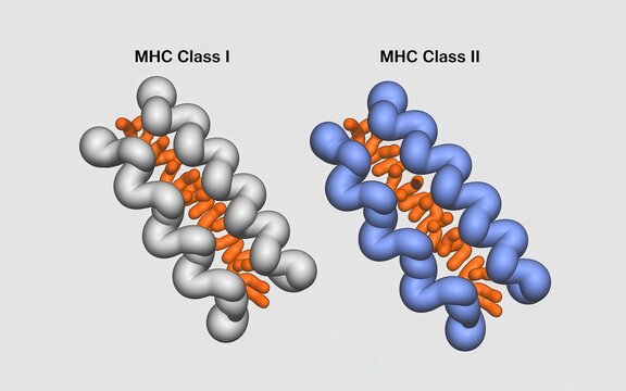 Molecular structure of MHC Class I and MHC Class II proteins with peptide binding illustration