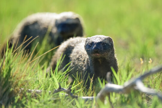 Patagonia grison,La Pampa  Province, Patagonia, Argentina.