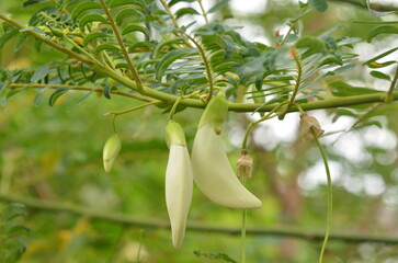 Selective clarity of edible Sesbania grandiflora or hummingbird tree bloom on foliage. It uses expert precision in contrast to keep the petal texture visible while capturing the soft effect.