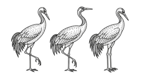 Obraz premium Three graceful cranes in detailed black and white illustration