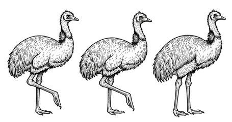 Obraz premium Black and white ink illustrations of three emus in different poses