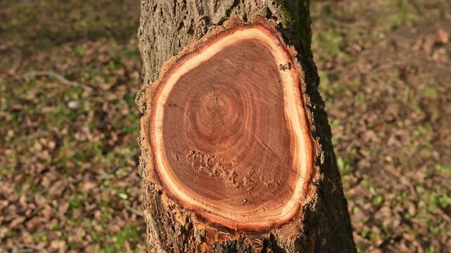 Freshly cut tree trunk with visible growth rings, natural wood texture showing forestry and deforestation concept.