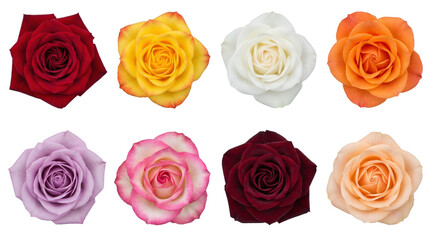 Fototapeta premium Rose flower heads set including red, yellow, white, orange, purple, pink, maroon, and peach colors isolated. Floral design elements for wedding and romantic themes.