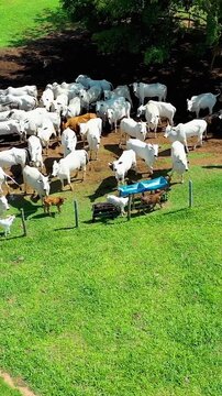 Livestock Animals At Campinas Sao Paulo Brazil. Herd Of Nelore Cattle Grazing On Pasture Viewed From Above. Rural Road Outdoor Country Beauty. Forest Country Nature. Campinas Sao Paulo.