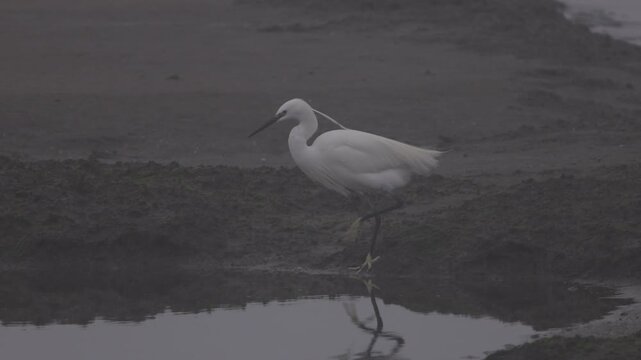 White heron hunting on a wetland during low tide