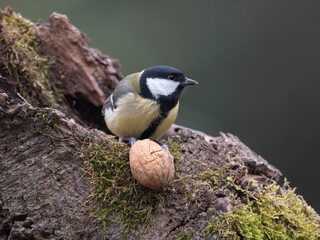 Obraz premium Kohlmeise, Parus major