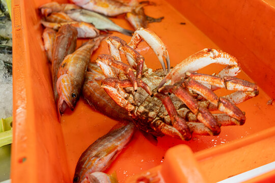 Fresh Spider Crab and Fish in a Market Crate The Concept of a Fresh Catch