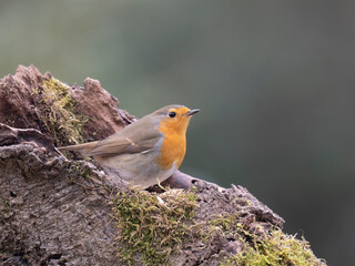 Fototapeta premium Rotkehlchen, European robin, Erithacus rubecula