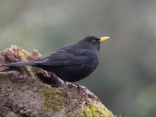 Amsel, Schwarzdrossel, Turdus merula