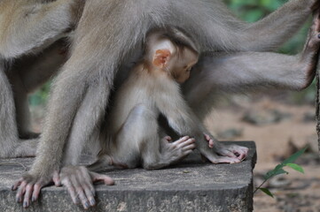 Macaque baby