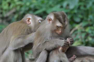 Macaque family